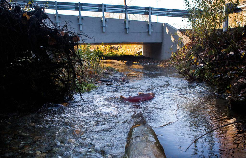 A Coho makes its way along Edgecomb Creek in Arlington in 2018, under a culvert built specifically to make it easier for the spawning fish to navigate the waterway. (Olivia Vanni / Herald file)
