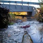 A Coho makes its way along Edgecomb Creek in Arlington in 2018, under a culvert built specifically to make it easier for the spawning fish to navigate the waterway. (Olivia Vanni / Herald file)