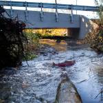 A Coho makes its way along Edgecomb Creek under a new culvert built specifically to make it easier for the spawning fish to navigate the creek on Monday, Dec. 3, 2018 in Arlington, Wa. (Olivia Vanni / The Herald)