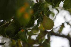 A pear from the Fowler Pear Tree at Barbara Brennen Dobro Park in Mukilteo, Washington on Wednesday, Aug. 09, 2023. (Annie Barker / The Herald)