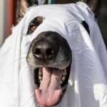 Dax, 5, poses for a photo during the Downtown Trick or Treat event in Monroe, Washington on Tuesday, Oct. 31, 2023. Children, teens and families walked Main Street to collect candy from local businesses. Dogs sported costumes as well and decorations adorned buildings. (Annie Barker / The Herald)