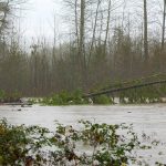 An entire tree rapidly makes its way down the South fork Stillaguamish during heavy flooding on Tuesday, Dec. 5, 2023, in Arlington, Washington. (Ryan Berry / The Herald)