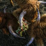 Scott Luckie, 37 and Tara Luckies, 38, Highland cattle munch on table scraps at Luckie Farms on Wednesday, Jan. 4, 2023, in Lake Stevens, Washington. They keep many of the Highland cattle as pets, but raise some for meat. (Annie Barker / The Herald)
