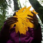 Alexis Burroughs holds a maple leaf while guiding her participants through sensory observation during a forest bathing session Sunday, Nov. 19, 2023, at Lord Hill Regional Park near Snohomish, Washington. Forest bathing is a meditative practice meant to connect people with nature. (Ryan Berry / The Herald)