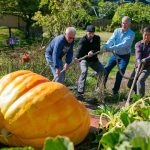 Ross Haddow, second from right, receives some help pulling a giant pumpkin downhill from his garden to his truck on Saturday, Sept. 30, 2023, at his home in Edmonds, Washington. It took the help of about a dozen friends, neighbors and family members to get the gargantuan gourd into the bed of Haddows truck. The pumpkin was to be weighed the following day at a competition in Kent, before being put on display at Shawn ODonnells Irish Pub on 128th Street SE in Everett through the end of October. (Ryan Berry / The Herald)
