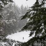 Avery Nicolayeff, 11, walks across a snow-covered field in Forest Park during a brief snowstorm on Feb. 23, 2023, in Everett, Washington. Several school districts delayed classes after 1 to 2 inches fell across the Snohomish County lowlands. (Olivia Vanni / The Herald)