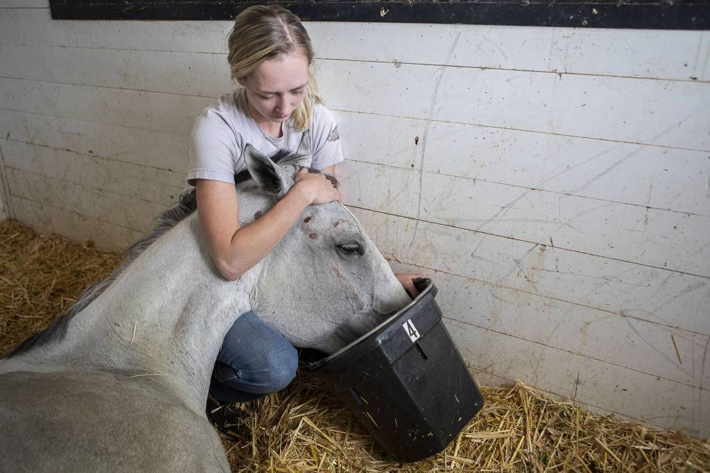 Kaisa Gifford holds up Mannys head to drink water at the Gifford Horses barn on Friday, June 23, 2023, in Snohomish, Washington. Manny spends a lot of time laying down at the horse rescue and doesnt have enough energy to consistently drink water. A potentially swollen kidney and bright red blood were not promising signs. (Annie Barker / The Herald)