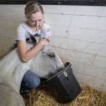 Kaisa Gifford holds up Mannys head to drink water at the Gifford Horses barn on Friday, June 23, 2023, in Snohomish, Washington. Manny spends a lot of time laying down at the horse rescue and doesnt have enough energy to consistently drink water. A potentially swollen kidney and bright red blood were not promising signs. (Annie Barker / The Herald)