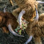Annie Barker / The Herald
Scott and Tara Luckies Highland cattle munch on table scraps at Luckie Farms in Lake Stevens on Jan. 4. The couple keep many of the Highland cattle as pets, but raise some for meat.