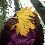 Ryan Berry / The Herald
Alexis Burroughs holds a maple leaf while guiding her participants through sensory observation during a forest bathing session Nov. 19 at Lord Hill Regional Park near Snohomish.