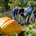 Ryan Berry / The Herald
Ross Haddow, second from right, receives some help pulling a giant pumpkin downhill from his garden to his truck Sept. 30 at his home in Edmonds. The gargantuan gourd was to be weighed the following day at a competition in Kent.