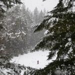 Avery Nicolayeff, 11, walks through an open field covered in snow at Forest Park on Tuesday, Feb. 28, 2023 in Everett, Washington. (Olivia Vanni / The Herald)