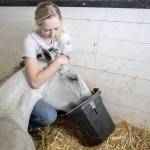 Kaisa Gifford holds up Manny’s head to drink water at the Gifford Horses barn on Friday, June 23, 2023, in Snohomish, Washington. Manny spends a lot of time laying down and doesn’t have enough energy to consistently drink water. Today Kaisa waits for the vet to see if Manny’s kidneys are failing and if they can continue treatment. A potentially swollen kidney and bright red blood are not promising signs. (Annie Barker / The Herald)