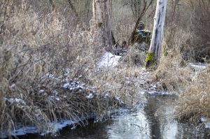 A figure known as the Lake Stevens Bigfoot sits among trees and along a stream on Lundeen Parkway in Lake Stevens, Washington on Sunday, Jan. 14, 2024. (Annie Barker / The Herald)