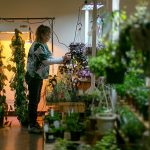 Carrie Compton clips leaves from the plants for sale at Houseplants Galore on Friday, Jan. 12, 2024, in Everett, Washington. (Ryan Berry / The Herald)