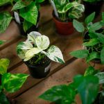 A pothos, epipremnum aureum Manjula, at Houseplants Galore on Friday, Jan. 12, 2024, in Everett, Washington. (Ryan Berry / The Herald)