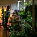 Carrie Compton clips leaves from the plants for sale at Houseplants Galore on Friday, Jan. 12, 2024, in Everett, Washington. (Ryan Berry / The Herald)