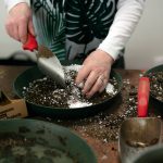 Carrie Compton repots a few plants for a customer at Houseplants Galore on Friday, Jan. 12, 2024, in Everett, Washington. (Ryan Berry / The Herald)