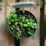 A string of turtles plant at Houseplants Galore on Friday, Jan. 12, 2024, in Everett, Washington. (Ryan Berry / The Herald)