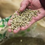 Fresh coffee beans at Vista Clara Coffee on Tuesday, Jan. 9, 2024 in Snohomish, Washington. (Olivia Vanni / The Herald)
