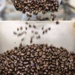 Roasted coffee beans are weighed and sorted to be bagged up at Vista Clara Coffee on Tuesday, Jan. 9, 2024 in Snohomish, Washington. (Olivia Vanni / The Herald)