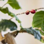 Two coffee berries grow on a coffee plant at Vista Clara Coffee on Tuesday, Jan. 9, 2024 in Snohomish, Washington. (Olivia Vanni / The Herald)
