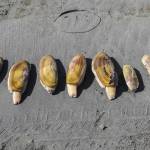 A row of razor clams on the beach on March 14 in Moclips, Washington. Razor clams vary greatly in size. Clammers must keep the first 15 clams they dig, regardless of size or condition. (Brenda Mann Harrison / Special to The Herald)