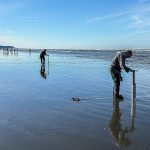 The best time to dig for razor clams is about two hours before or after low tide. On Thursday, March 14, 2024, Mocrocks Beach in Moclips, Washington, had a -0.3 tide at 10:12 a.m. By 9 a.m. the beach swarmed with clammers thumping their digging tubes against the sand to stir the razor clams into showing where they were hiding. (Brenda Mann Harrison / Special to Sound & Summit)