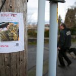 Pet detective Jim Branson and Rafael the dog pass by a poster for lost cat Lyanna on Saturday, March 2, 2024, in Everett, Washington. (Ryan Berry / The Herald)