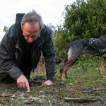 Pet detective Jim Branson stops to poke through some fur that Raphael the dog found while searching on Saturday, March 2, 2024, in Everett, Washington. Branson determined the fur in question was likely from a rabbit, and not a missing cat.(Ryan Berry / The Herald)