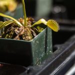 The sun illuminates a Venus fly trap during Sorticulture on Friday, June 7, 2024, in Everett, Washington. (Olivia Vanni / The Herald)
