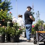 A man waits in line with a plant at the Antique Rose Farm nursery during Sorticulture on Friday, June 7, 2024, in Everett, Washington. (Olivia Vanni / The Herald)
