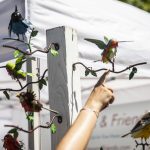 A person picks out a hummingbird to purchase from Finches and Friends during Sorticulture on Friday, June 7, 2024, in Everett, Washington. (Olivia Vanni / The Herald)