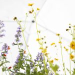 Colorful flowers available at Alpine Gardens during Sorticulture on Friday, June 7, 2024, in Everett, Washington. (Olivia Vanni / The Herald)