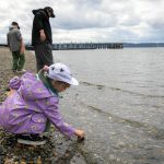Lyla Goody, 8, in town from Idaho visiting her aunt, collects seashells with her brother Dax, 12, and father Grey, during the reopening of Kayak Point Regional County Park on Friday, June 14, 2024, near Stanwood, Washington. The Goody kids have never seen seashells in the wild before and were excited to get up close and take a look at the shells that have collected on the shore during Kayak Points nearly year-long closure. The park opened earlier than anticipated this year, but the pier and the new playground remain closed to the public as renovations continue. (Ryan Berry / The Herald)
