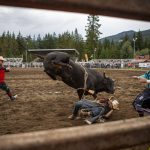 A rider falls off a bull during the Timberbowl Rodeo in Darrington, Washington, on Saturday, June 29, 2024. (Annie Barker / The Herald)