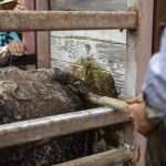 A bull is prepared for the bull riding event during the Timberbowl Rodeo in Darrington, Washington, on Saturday, June 29, 2024. (Annie Barker / The Herald)