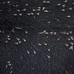 Flies cover the back of a cow during the Timberbowl Rodeo in Darrington, Washington, on Saturday, June 29, 2024. (Annie Barker / The Herald)