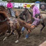 A cowboy avoids being trampled during the ranch saddle bronc riding event during the Timberbowl Rodeo in Darrington, Washington, on Saturday, June 29, 2024. (Annie Barker / The Herald)