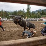A rider falls off a bull during the Timberbowl Rodeo in Darrington, Washington on Saturday, June 29, 2024. (Annie Barker / The Herald)