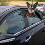 A dog sticks their head out the window as a part of a Wandering Rover field trip at the Everett Animal Shelter in Everett on July 17, 2024. (Annie Barker / The Herald)