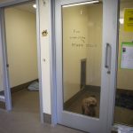Finn sits in his kennel at the Everett Animal Shelter in Everett on July 17, 2024. (Annie Barker / The Herald)