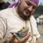 Jason Link, 26, of Beaverton, Oregon, looks at his bearded dragon Lizzie, 4, during the Washington Midsummer Renaissance Faire at Sky Meadows Park in Snohomish, Washington, on Sunday, Aug. 6, 2023. (Annie Barker / The Herald)