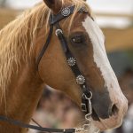 A horse stands at attention during the Washington Midsummer Renaissance Faire at Sky Meadows Park in Snohomish, Washington, on Sunday, Aug. 6, 2023. (Annie Barker / The Herald)