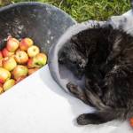 Pete, a resident cat on the farm, naps on the table at the entrance to the U-Pick Apple Orchard at Swans Trail Farms on Wednesday, Sept. 18, 2024 in Snohomish, Washington. (Olivia Vanni / The Herald)