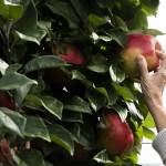 A person picks a 1 pound apple at Swans Trail Farms on Wednesday, Sept. 18, 2024 in Snohomish, Washington. (Olivia Vanni / The Herald)