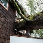 A tree fell onto a two-unit townhome in east Everett Tuesday night, shown here on Wednesday, Nov. 20, 2024. (Will Geschke / The Herald)