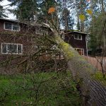 A tree fell onto a two-unit townhome in east Everett Tuesday night, shown here on Wednesday, Nov. 20. (Will Geschke / The Herald)