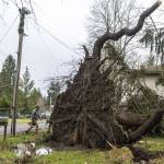 Scott Peterson walks by a rootball as tall as the adjacent power pole from a tree that fell on the roof of an apartment complex he does maintenance for on Wednesday, Nov. 20, 2024 in Lake Stevens, Washington. (Olivia Vanni / The Herald)