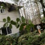 Scott Peterson works to clear a tree that fell on the roof of a Shawn Hawes' apartment unit on Wednesday, Nov. 20, 2024 in Lake Stevens, Washington. (Olivia Vanni / The Herald)